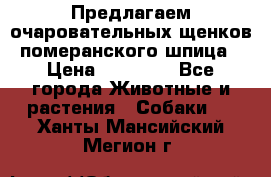 Предлагаем очаровательных щенков померанского шпица › Цена ­ 15 000 - Все города Животные и растения » Собаки   . Ханты-Мансийский,Мегион г.